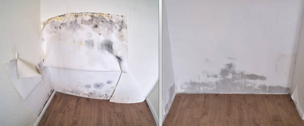 Best Best Mold Removal Companies  in Brook Highland, AL